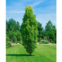 Laubbäume - Quercus robur 'Fastigiata Koster'