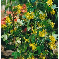 Kategorie <b>Beeren </b> - Ribes alpinum