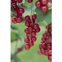 Kategorie <b>Beeren </b> - Ribes rubrum 'Rosetta'