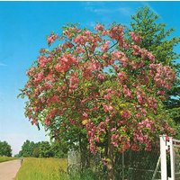Kategorie <b>Laubbäume </b> - Robinia hispida 'Rosea'