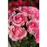 Kategorie <b>Produkt nicht gewünscht </b> - Rosa Beverly