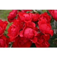 Kategorie <b>Produkt nicht gewünscht </b> - Rosa Black Forest Rose