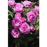 Kategorie <b>Produkt nicht gewünscht </b> - Rosa Carmen Würth