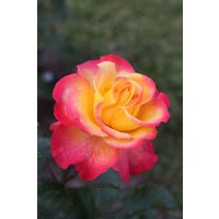 Kategorie <b>Produkt nicht gewünscht </b> - Rosa Flaming Star