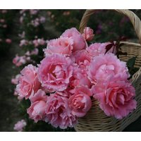 Kategorie <b>Produkt nicht gewünscht </b> - Rosa Poetry