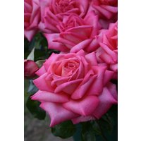 Kategorie <b>Produkt nicht gewünscht </b> - Rosa Wedding Bells