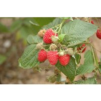 Kategorie <b>Beeren </b> - Rubus idaeus Glen Ample