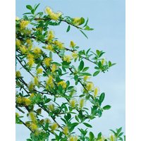 Kategorie <b>Produkt nicht gewünscht </b> - Salix arbuscula