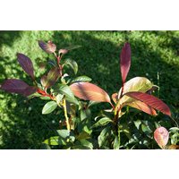 Kategorie <b>Laubbäume </b> - Salix moupinensis