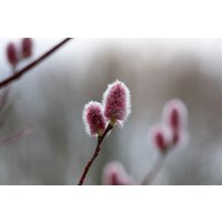 Kategorie <b>Laubbäume </b> - Salix 'Rotkätzchen'