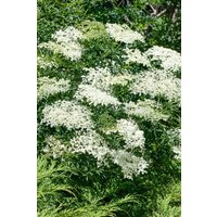 Kategorie <b>Produkt nicht gewünscht </b> - Sambucus nigra 'Laciniata'