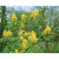 Kategorie <b>Wildbäume u. Wildsträucher </b> - Sambucus racemosa