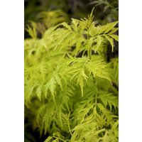 Wildbäume u. Wildsträucher - Sambucus racemosa 'Golden Lace'