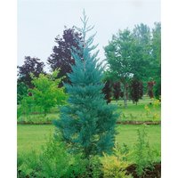 Kategorie <b>Nadelbäume u. Koniferen </b> - Sequoiadendron giganteum 'Glaucum'
