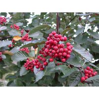 Kategorie <b>Wildbäume u. Wildsträucher </b> - Sorbus aria