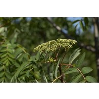 Kategorie <b>Wildbäume u. Wildsträucher </b> - Sorbus decora