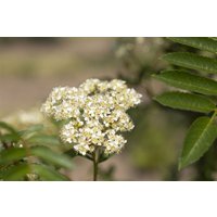 Wildbäume u. Wildsträucher - Sorbus 'Joseph Rock'