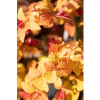 Kategorie <b>Produkt nicht gewünscht </b> - Spiraea japonica 'Double Play Big Bang'