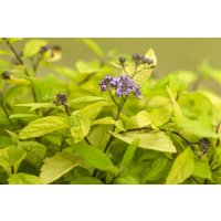 Kategorie <b>Produkt nicht gewünscht </b> - Spiraea japonica 'Sparkling Champagne'