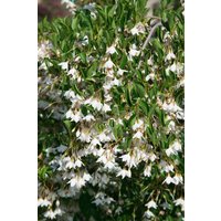 Kategorie <b>Produkt nicht gewünscht </b> - Styrax japonicus 'Evening Light'