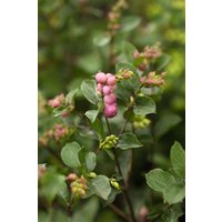 Kategorie <b>Produkt nicht gewünscht </b> - Symphoricarpos doorenbosii 'Magical Sweet'