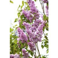 Kategorie <b>Blütensträucher und Ziergehölze </b> - Syringa chinensis