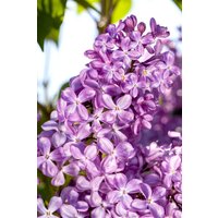 Kategorie <b>Blütensträucher und Ziergehölze </b> - Syringa vulgaris 'Princesse Sturdza'