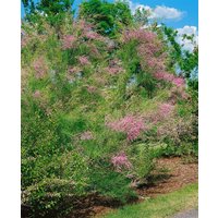 Kategorie <b>Produkt nicht gewünscht </b> - Tamarix ramosissima 'Rubra'