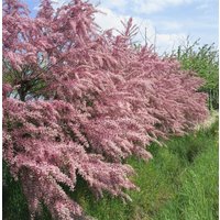 Blütensträucher und Ziergehölze - Tamarix tetrandra