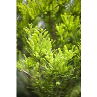 Nadelbäume u. Koniferen - Taxodium distichum 'Peve Minaret'