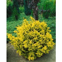 Kategorie <b>Nadelbäume u. Koniferen </b> - Taxus baccata 'Elegantissima'