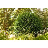 Kategorie <b>Nadelbäume u. Koniferen </b> - Taxus baccata 'Hessei'