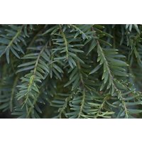 Kategorie <b>Nadelbäume u. Koniferen </b> - Taxus baccata 'Pendula Graciosa'