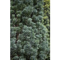Nadelbäume u. Koniferen - Taxus baccata 'Pirat'