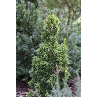 Nadelbäume u. Koniferen - Taxus baccata 'Standishii'