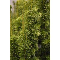 Kategorie <b>Nadelbäume u. Koniferen </b> - Taxus media 'Stefania'