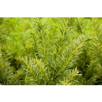 Kategorie <b>Nadelbäume u. Koniferen </b> - Taxus media 'Tymon'