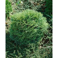 Kategorie <b>Nadelbäume u. Koniferen </b> - Thuja occidentalis 'Miss Frosty'
