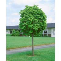 Kategorie <b>Produkt nicht gewünscht </b> - Tilia cordata 'Green Globe'