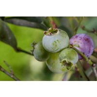 Kategorie <b>Beeren </b> - Vaccinium corymbosum Bluegold