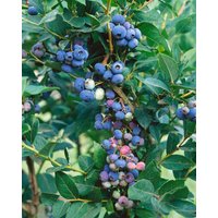 Kategorie <b>Beeren </b> - Vaccinium corymbosum 'Hardyblue'