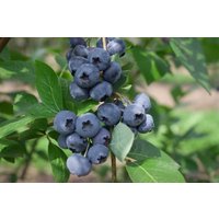 Kategorie <b>Beeren </b> - Vaccinium corymbosum 'Liberty'