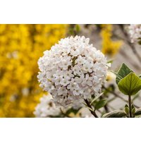 Kategorie <b>Blütensträucher und Ziergehölze </b> - Viburnum carlesii