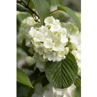 Kategorie <b>Blütensträucher und Ziergehölze </b> - Viburnum plicatum 'Popcorn'