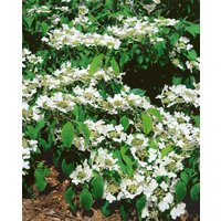 Kategorie <b>Blütensträucher und Ziergehölze </b> - Viburnum plicatum 'St. Keverne'