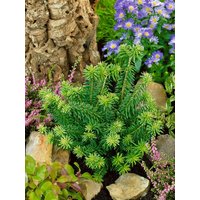 Kategorie <b>Nadelbäume u. Koniferen </b> - Abies balsamea 'Kiwi' 20-25 cm
