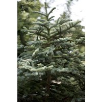 Kategorie <b>Nadelbäume u. Koniferen </b> - Abies concolor 100-125 cm