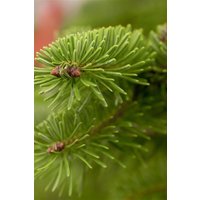 Kategorie <b>Nadelbäume u. Koniferen </b> - Abies fraseri 175-200 cm