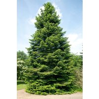 Kategorie <b>Nadelbäume u. Koniferen </b> - Abies grandis 40-60 cm