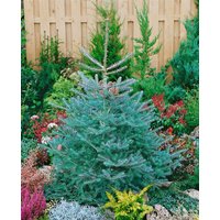 Kategorie <b>Nadelbäume u. Koniferen </b> - Abies koreana 'Inga' 60-70 cm